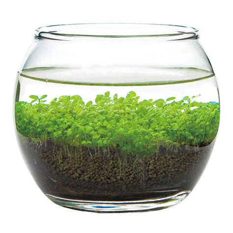 Noted Water Garden Glass Plant Aquarium Set - World Market