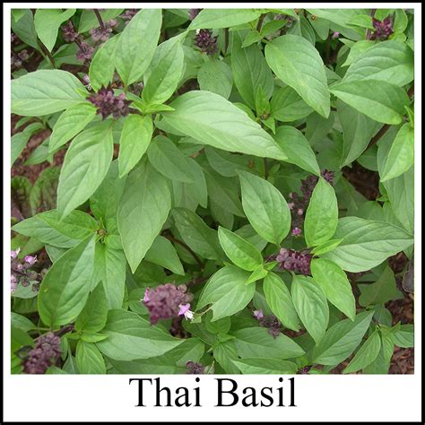 Thai Basil - Greenish