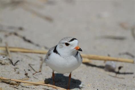 Piping Plover Nesting Brings Beach Restrictions | CAI