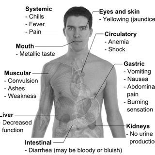 (PDF) Copper and Copper-Containing Pesticides: Metabolism, Toxicity and ...