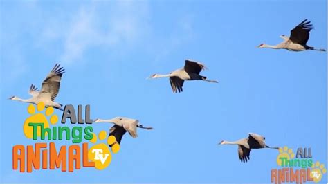 CRANE BIRD: Animals for children. Kids videos. Kindergarten | Preschool ... | Animal tv, Animals ...