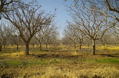 Pistachio Tree Farm in Winter Stock Photo - Image of deciduous, california: 29585690