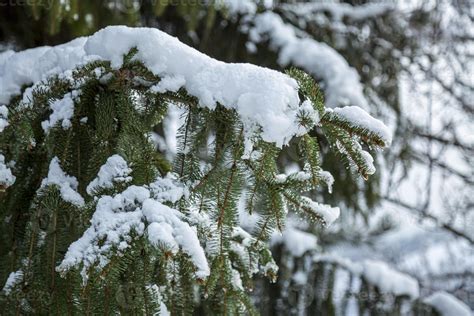 Close-up of Winter pine tree branches covered with snow. Frozen tree ...