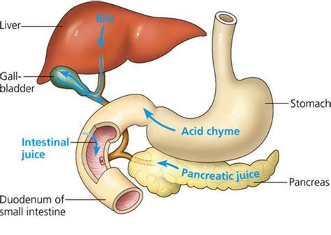 How does the liver function in related to the digestive system? | Socratic