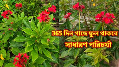 365 গাছে ফুল থাকবে দত্ত প্রিয়া তে, সারাবছর ফুল থাকলে কেমন পরিচর্যা করা ...