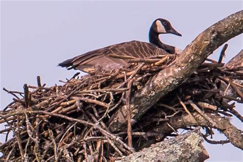 Canada goose nest is a rare up-in-the-air affair