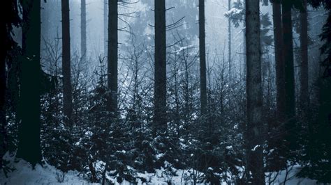 forest, winter, fog, trees, 4k HD Wallpaper