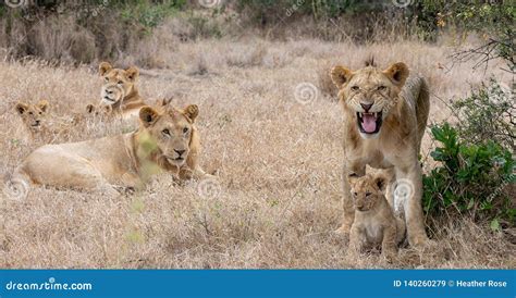 Lion Pride in Grasslands on the Masai Mara, Kenya Africa Stock Image ...