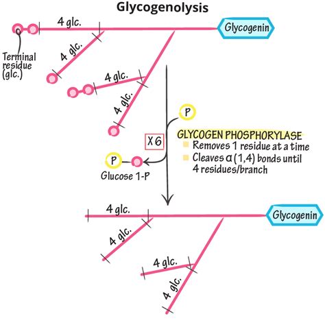 Biochemistry Glossary: Glycogenolysis | Draw It to Know It