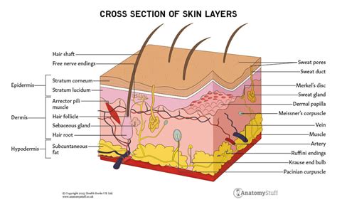 Hair & Skin | Anatomy Revision | AnatomyStuff