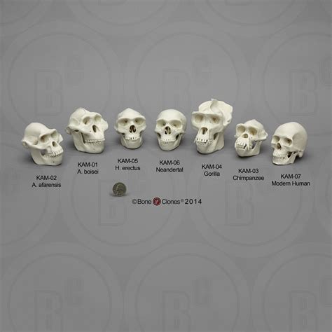 Set of 7 Primate Skulls, Half Scale - Bone Clones - Osteological Reproductions