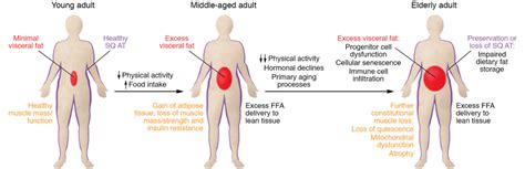 Body composition and metabolic changes with aging. The transition from ...