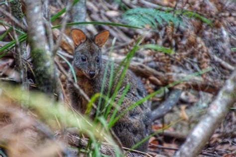 Best Things to do in Burnie Tasmania - Wandermust Family