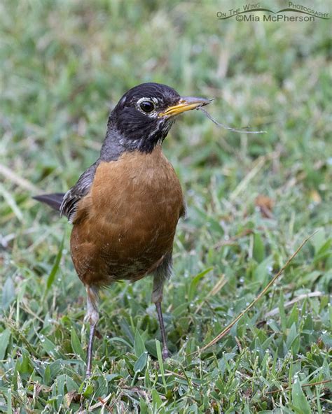 American Robin Nesting In August In Arkansas? - Mia McPherson's On The Wing Photography