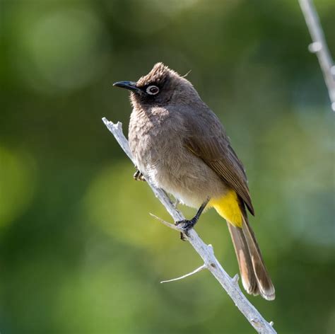 Birding Cape Town - 10,000 Birds