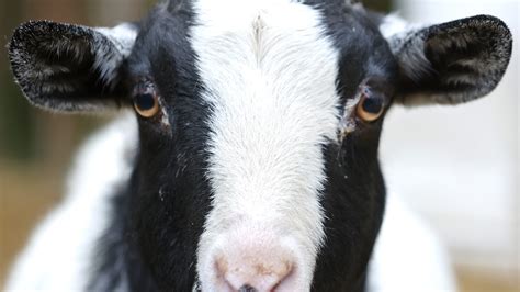 'Satanic ritual' frenzy after dead goats found in El Paso desert