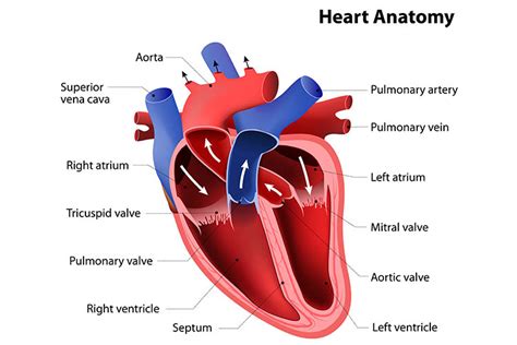 Heart Murmur? Listening For Heart Sounds | Ausmed