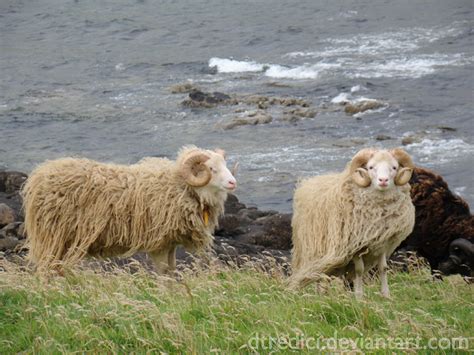 Faroe Islands Sheep VI by dtredici on DeviantArt