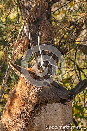 Spike Bull Elk Close Up Stock Photo - Image: 52437682