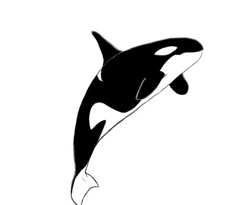 Orca Coloring Pages ~ Killer Whale Coloring Page Ultra Coloring Pages - source-inter-photo-blog