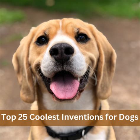 Top 25 Coolest Inventions for Dogs – Healthy Home Source