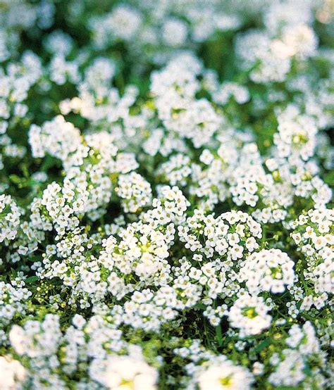 Sweet Alyssum | Better Homes & Gardens