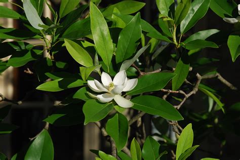 Sweetbay Magnolia | What Grows There :: Hugh Conlon, Horticulturalist, Professor, Lecturer, and ...