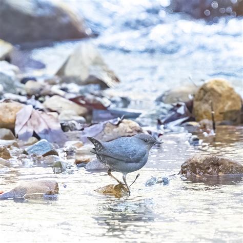 End of the World Birding – Madera Canyon – Mostly – Southeast Arizona Birding