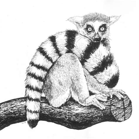 Lemur for day 11 of #Inktober #inktober2018 #lemur #animalart #drawing #illustration #ink # ...