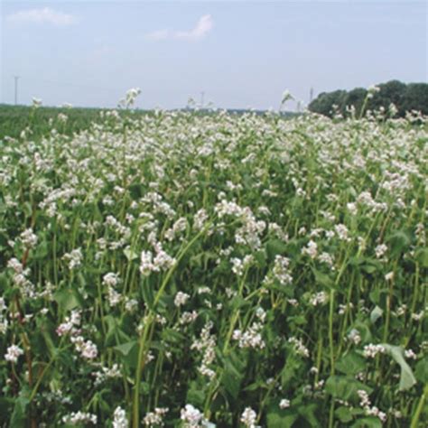 Buckwheat Seeds | Lawn Seeds