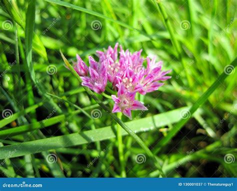 Purple Texas Wild Garlic Flower Drummond`s Onion, Wild Garlic, Prairie Onion Stock Image - Image ...