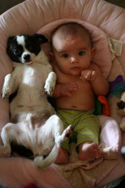 Dog & Baby - 1Funny.com