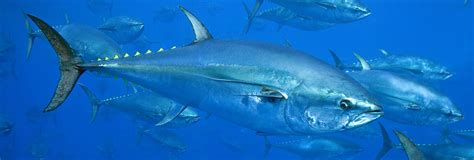 Global Tuna Conservation | The Pew Charitable Trusts