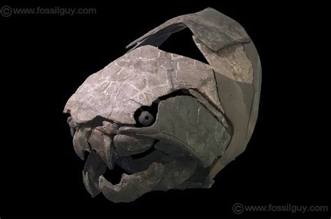 Dunkleosteus - Your Guide To The Giant Armored Placoderm: Fossilguy.com