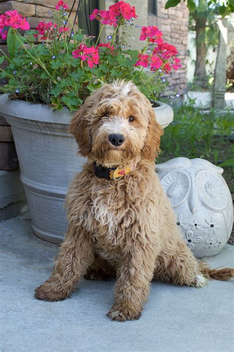 Image result for full grown miniature goldendoodle | Goldendoodle ...