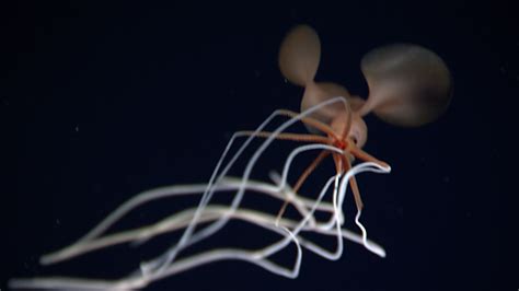 Bigfin Squid: Genus Magnapinna: Windows to the Deep 2021: Southeast U.S. ROV and Mapping: NOAA ...