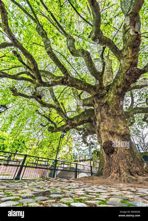 Fairy tale tree in Little France quarter. Strasbourg Stock Photo - Alamy