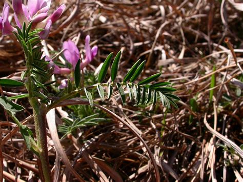 Astragalus (Fabaceae) image 14690 at PhytoImages.siu.edu