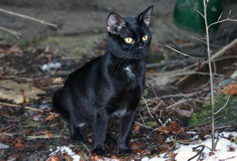 CARACTERÍSTICAS de los GATOS NEGROS