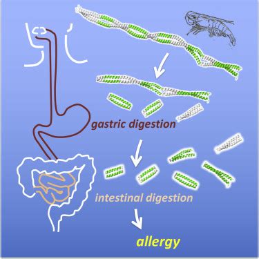 Structural and Dynamic Properties of Allergen and Non-Allergen Forms of Tropomyosin: Structure