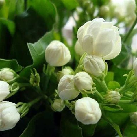 Jasmine Flower Plant at Rs 10/piece | Jasmine Plants in Pune | ID ...