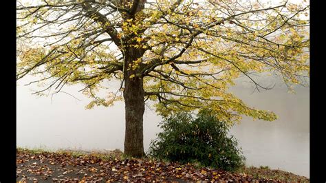 Here's when North Carolina's fall colors are expected to peak | wcnc.com