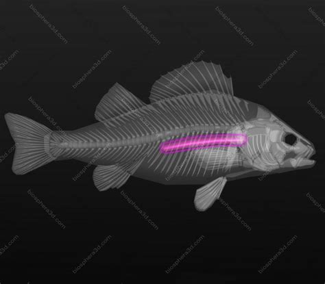 Image gallery: 3D Fish Anatomy software - Biosphera