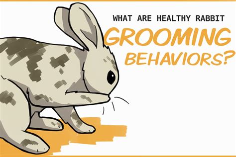 Healthy (and unhealthy) Self-Grooming Behaviors in Rabbits