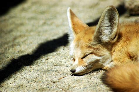 🔥 [50+] Baby Foxes Wallpapers | WallpaperSafari