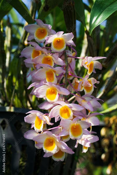 Rainforest Orchids