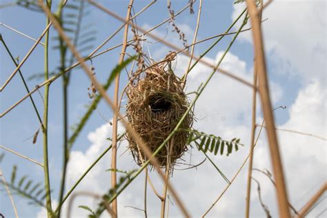 The Bird`s Nest on the Tree Stock Photo - Image of birds, outdoor: 183269538