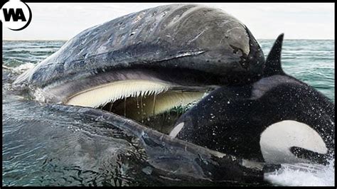 When an Orca Wants to Eat a Whale's Tongue | Orca, Whale video, Killer whales