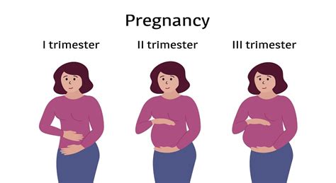 Stages of Pregnancy: First, Second and Third Trimester