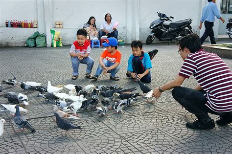 Asian Kidpigeon Town Vietnamese Animals Photo Background And Picture For Free Download - Pngtree